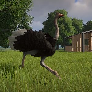 Ostrich