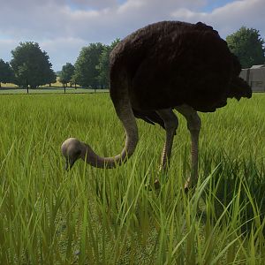 Ostrich