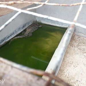 Monitor lizard - Bali Turtle Conservation Farm [2014]