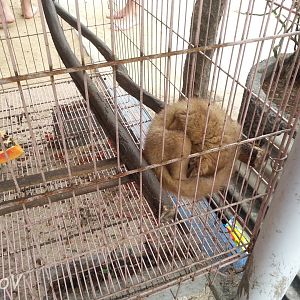 Common palm civet - Bali Turtle Conservation Farm [2014]