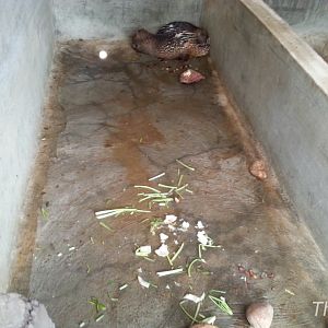 Porcupines - Bali Turtle Conservation Farm [2014]