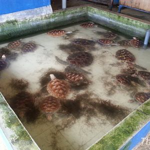Bali Turtle Conservation Farm [2014]