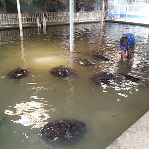Bali Turtle Conservation Farm [2014]