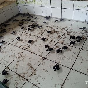 Bali Turtle Conservation Farm [2014]