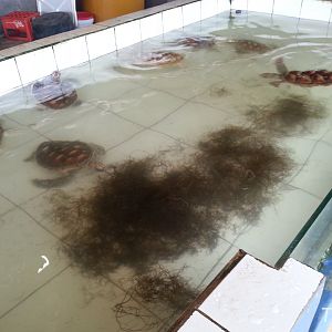 Bali Turtle Conservation Farm [2014]