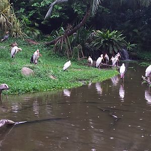 Shoebill and storks [2014]