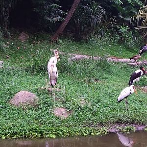 Shoebill and storks [2014]