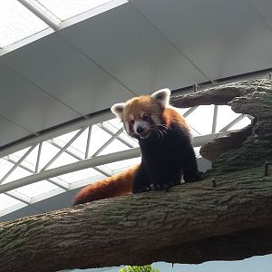Chinese red panda [2014]