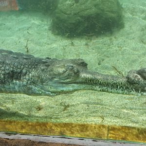 Gharial [2014]