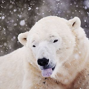 Polar bear