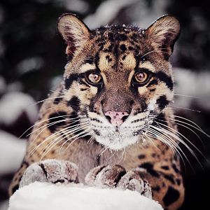 Clouded leopard Chen