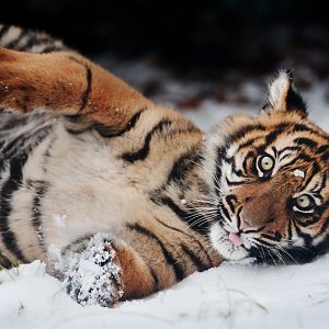 Sumatran tiger cub Surya