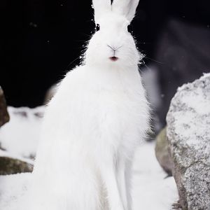 Mountain hare