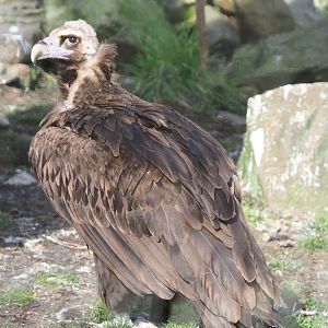 Cinereous vulture (Aegypius monachus), 2021-02-23