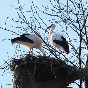European white stork pair (Ciconia ciconia), on nest, 2021-02-23