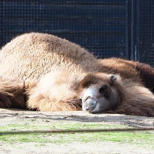 Resting Bactrian camel (Camelus bactrianus), 2021-02-23
