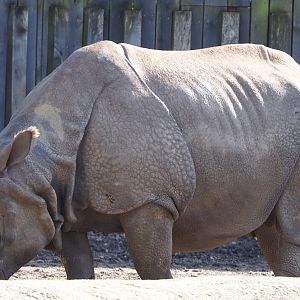 Indian rhinoceros bull Gujarat (Rhinoceros unicornis), 2021-02-23