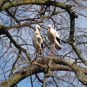 European white stork (Ciconia ciconia) pair in tree, 2021-02-23