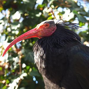 Waldrapp (Geronticus eremita), 2021-02-23