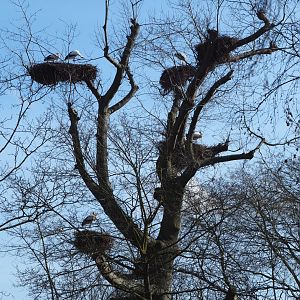"Stork apartment" - Building with European white stork nests, 2021-02-23