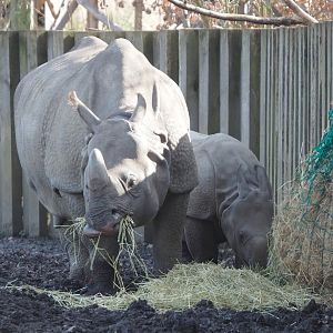 Indian rhinoceroses (Rhinoceros unicornis) Karamat and Vaiana, 2021-02-23