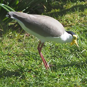 Masked lapwing (Vanellus miles miles), 2021-02-23
