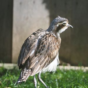 Bush thick-knee or Bush stone curlew (Burhinus grallarius), 2021-02-23