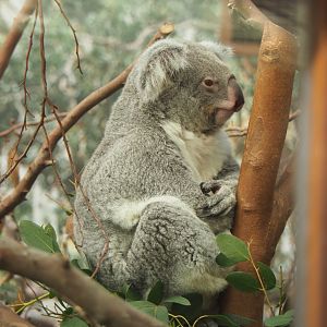 Queensland koala (Phascolarctos cinereus adustus), 2021-02-23