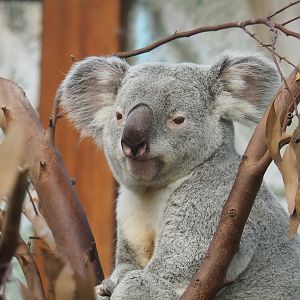 Queensland koala (Phascolarctos cinereus adustus), 2021-02-23