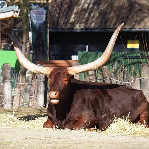 Ankole-Watusi cattle (Bos taurus indicus), 2021-02-23