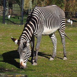 Grévy's zebra (Equus grevyi), 2021-02-23