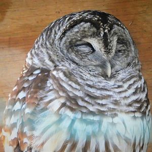 Barred Owl