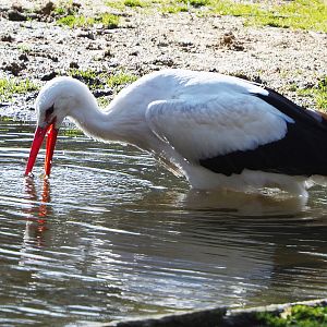 European white stork (Ciconia ciconia) foraging in the Grévy's zebra paddock moat, 2021-02-23