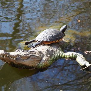 Yellow-bellied slider (Trachemys scripta scripta), basking on a fake crocodile, 2021-02-23