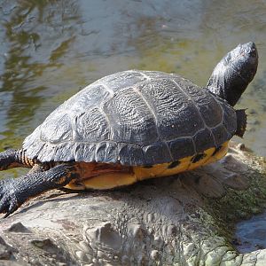 Yellow-bellied slider (Trachemys scripta scripta), 2021-02-23