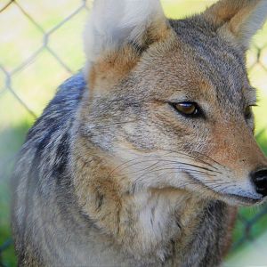 Black-backed Jackal
