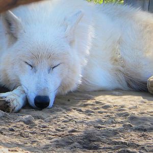 Arctic Wolf