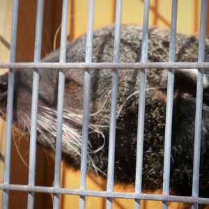 Binturong