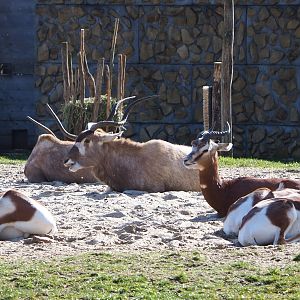 Addaxes (Addax nasomaculatus) and Mhorr gazelles (Nanger dama mhorr), 2021-02-23