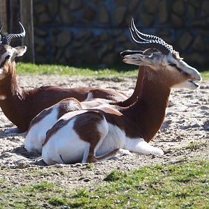 Mhorr gazelles (Nanger dama mhorr), 2021-02-23