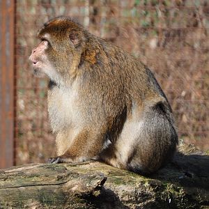 Barbary macaque (Macaca sylvanus), 2021-02-23