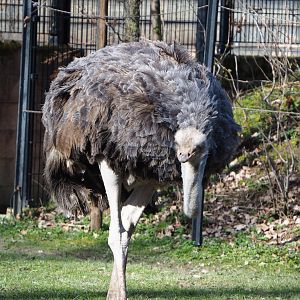 Female Ostrich (Struthio camelus), 2021-02-23