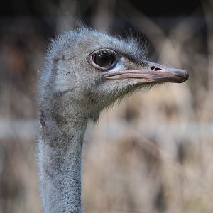 Ostrich (Struthio camelus), 2021-02-23