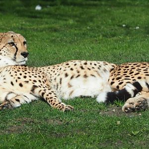 Sudan cheetah (Acinonyx jubatus soemmeringii), 2021-02-23