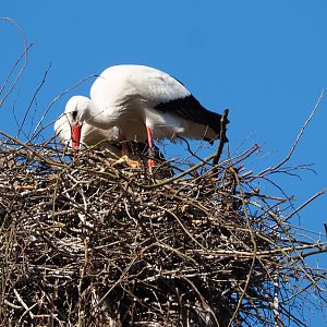 European white stork (Ciconia ciconia) on nest, 2021-02-23