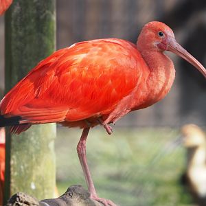 Scarlet ibis (Eudocimus ruber), 2021-02-23