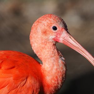 Scarlet ibis (Eudocimus ruber), 2021-02-23