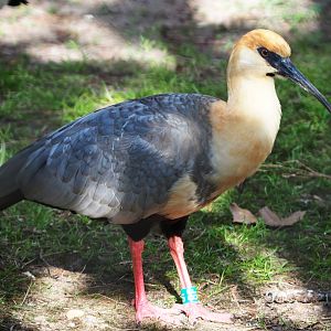 Black-faced ibis (Theristicus melanopis), 2021-02-23