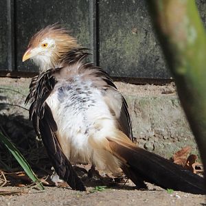 Guira cuckoo (Guira guira), 2021-02-23