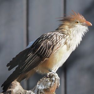 Guira cuckoo (Guira guira), 2021-02-23